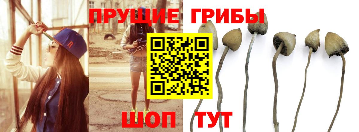 Сатка  магазин  наркотиков  Вход с VPN  Псилоцибиновые грибы GOLDEN TEACHER 